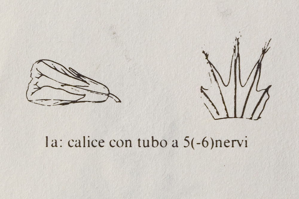 Trifoglio sconosciuto - Trifolium striatum sl.
